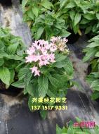 繁星花