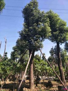 樟树